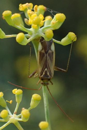 Réf. 251 651 : Adelphocoris lineolatus